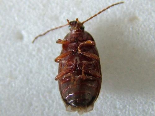 Hymenalia rufipes